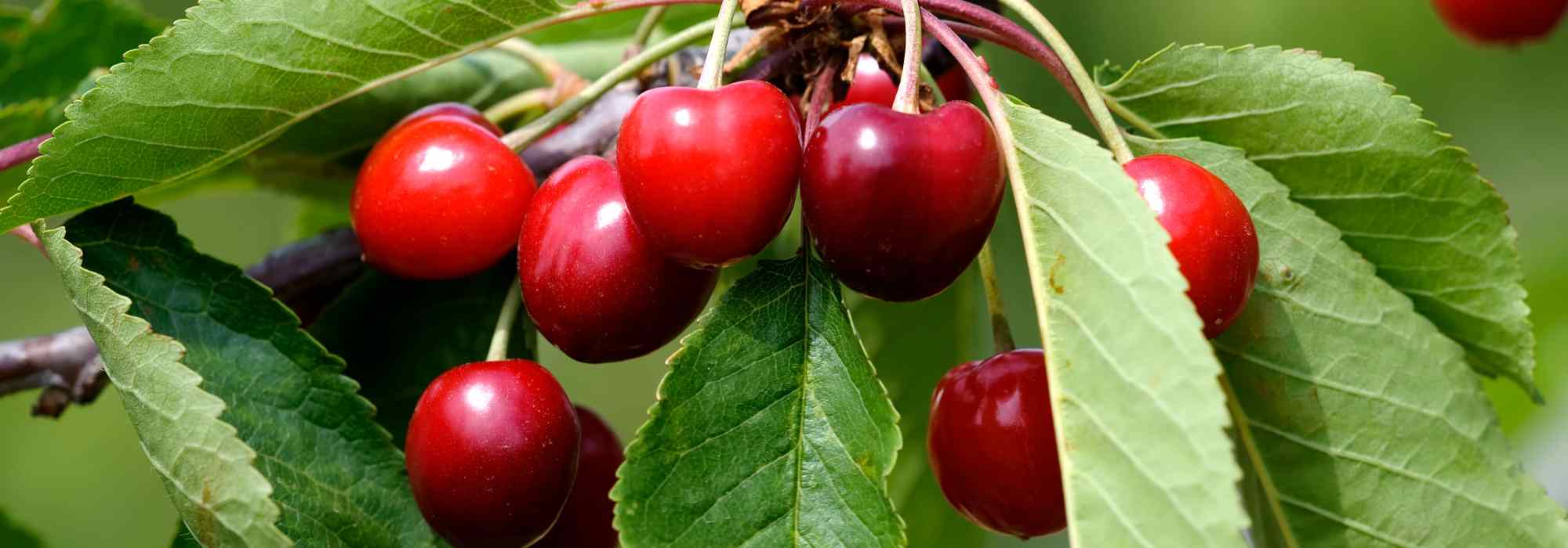 As cerejeiras anãs, perfeitas para varandas, terraços e pequenos espaços
