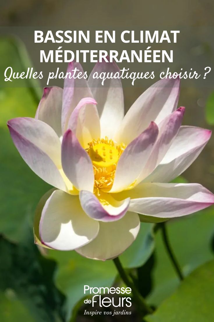 foto de uma flor de Nelumbo nucifera - lótus sagrado