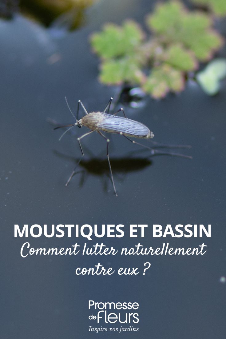 mosquitos e lago