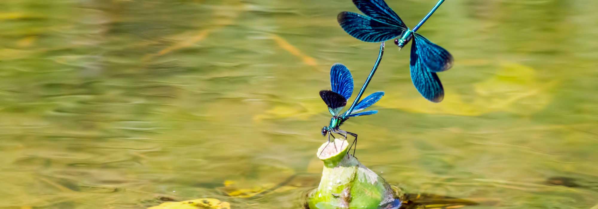 Libélulas, rãs, aves… instale um lago para as acolher!