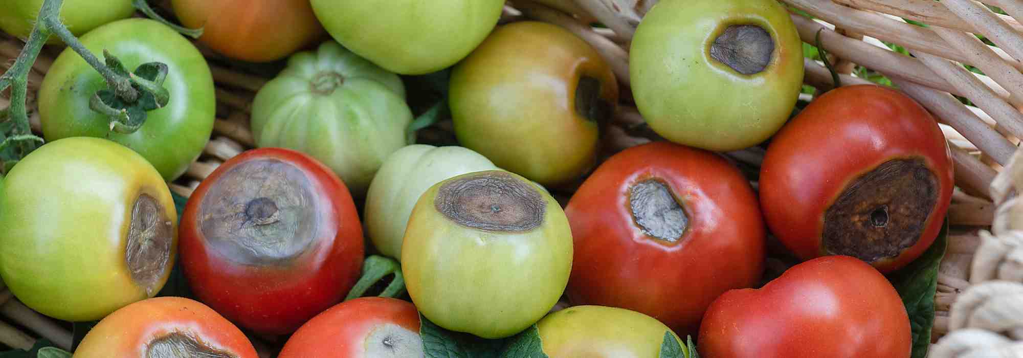 Podridão apical dos tomates: como combatê-la eficazmente?