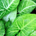 Singônio - singónio: conselhos de cultivo e cuidados em interior