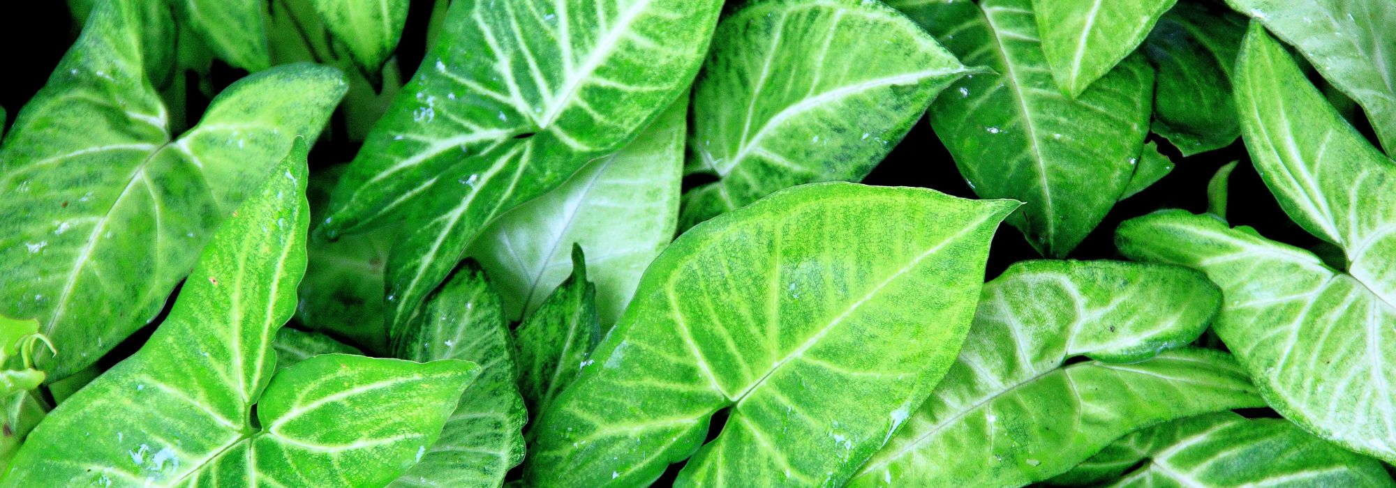 Singônio - singónio: conselhos de cultivo e cuidados em interior