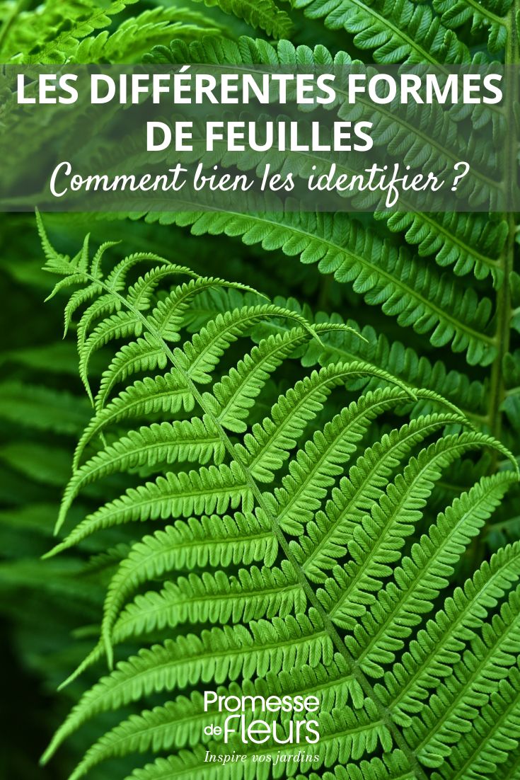 folhas de feto