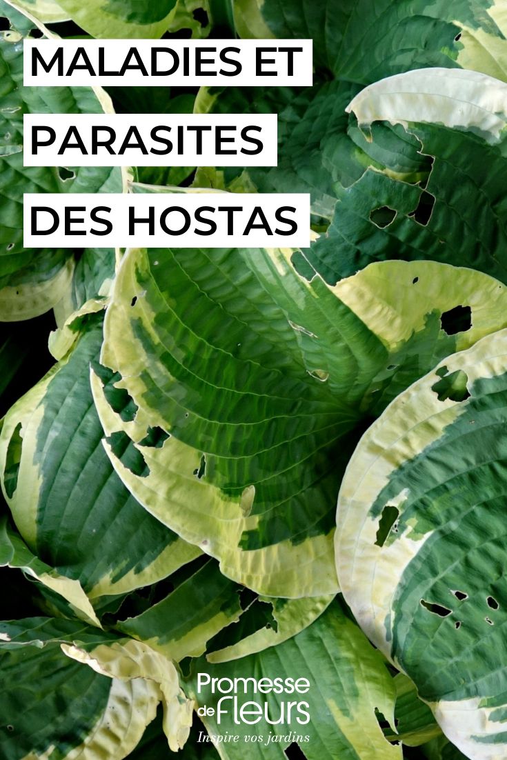 Cuidar das hostas