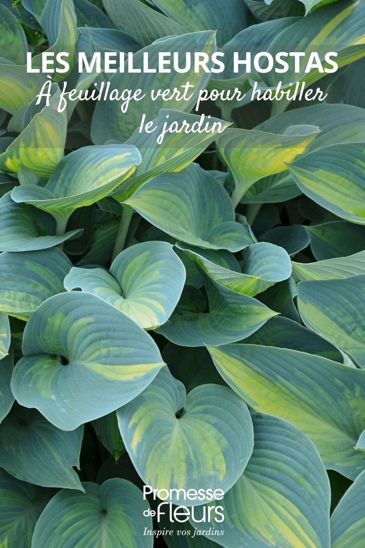 hosta variegada