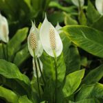 Como multiplicar o Spathiphyllum?
