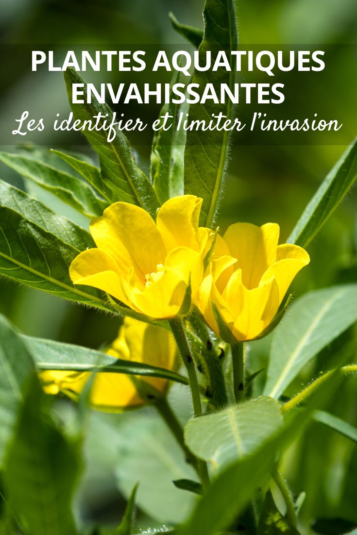Ludwigia grandiflora de flores grandes
