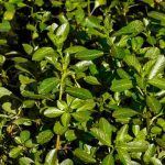 Plantas aquáticas invasoras: identificá-las e limitar a invasão