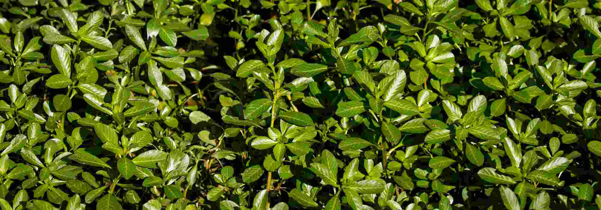 Plantas aquáticas invasoras: identificá-las e limitar a invasão