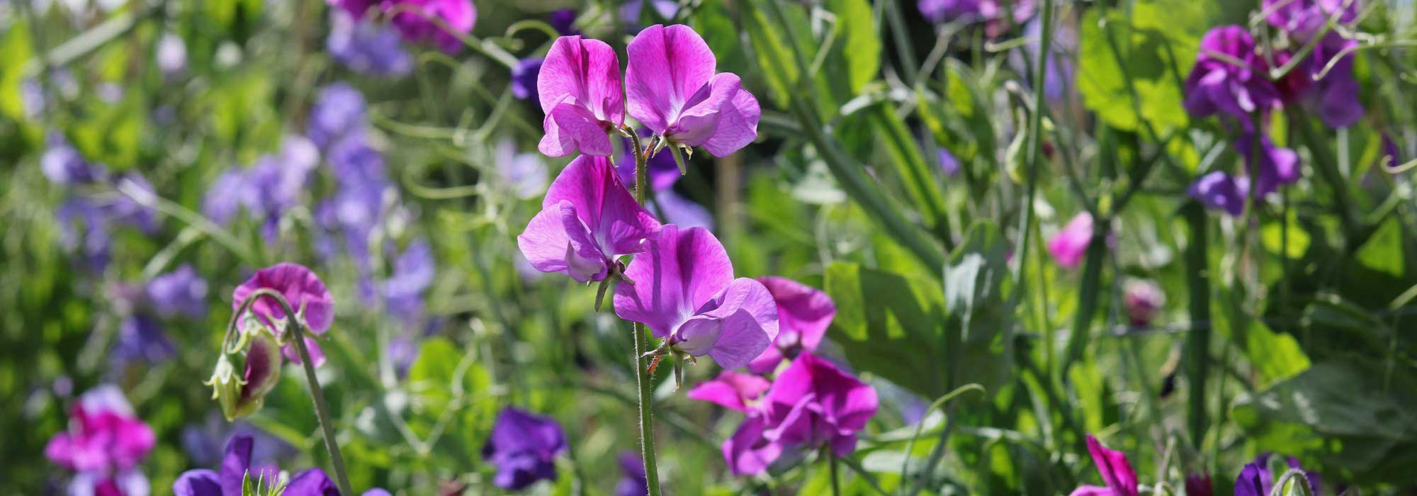 Como prolongar a floração das ervilhas-de-cheiro durante todo o verão?