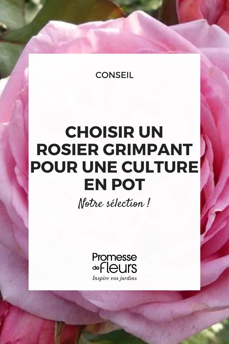 roseira Oralinco