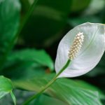 Lírio-da-paz, Spathiphyllum: cultivar e cuidar