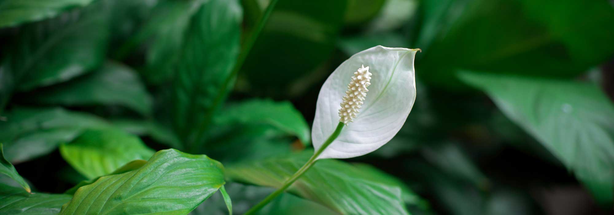 Lírio-da-paz, Spathiphyllum: cultivar e cuidar