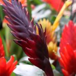 Vriésia: cultivo, floração e cuidados desta planta de interior
