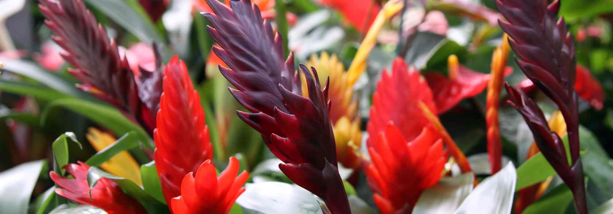 Vriésia: cultivo, floração e cuidados desta planta de interior