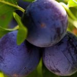 Variedades antigas e locais de ameixeiras: uma escolha sustentável e cheia de sabor