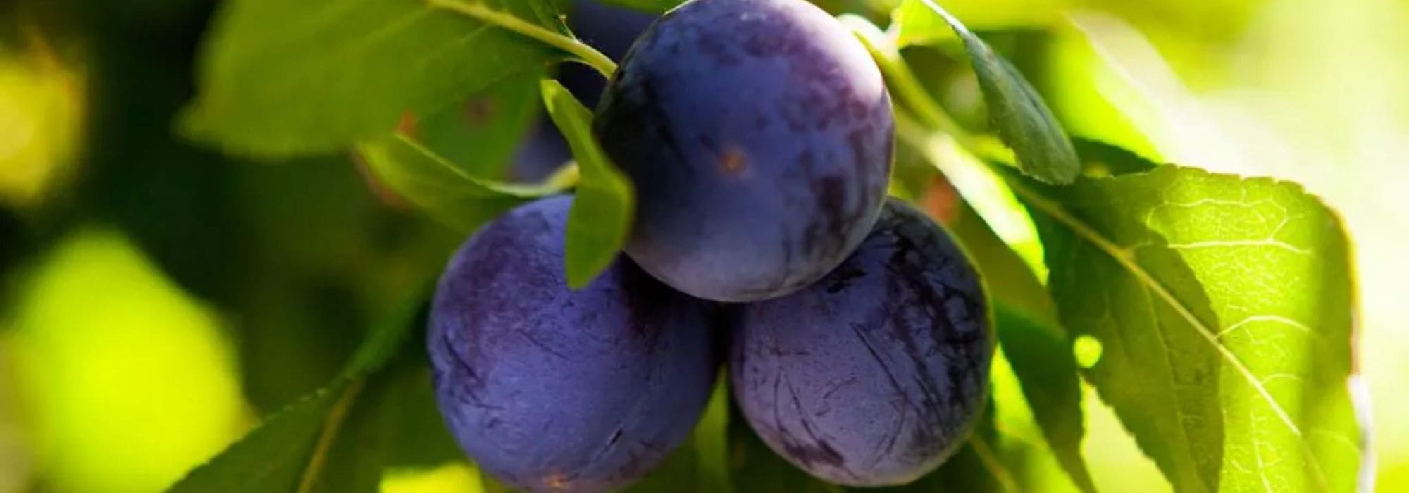 Variedades antigas e locais de ameixeiras: uma escolha sustentável e cheia de sabor