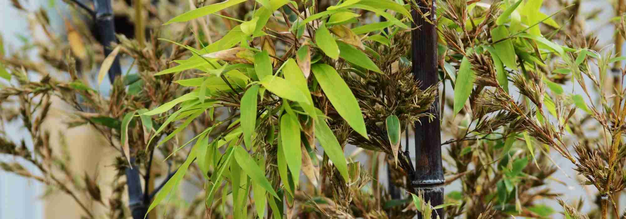 O meu bambu de sebe está a florir: Porquê? O que fazer?