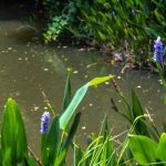 Tanque e permacultura: como integrar a água num jardim resiliente e vivo?