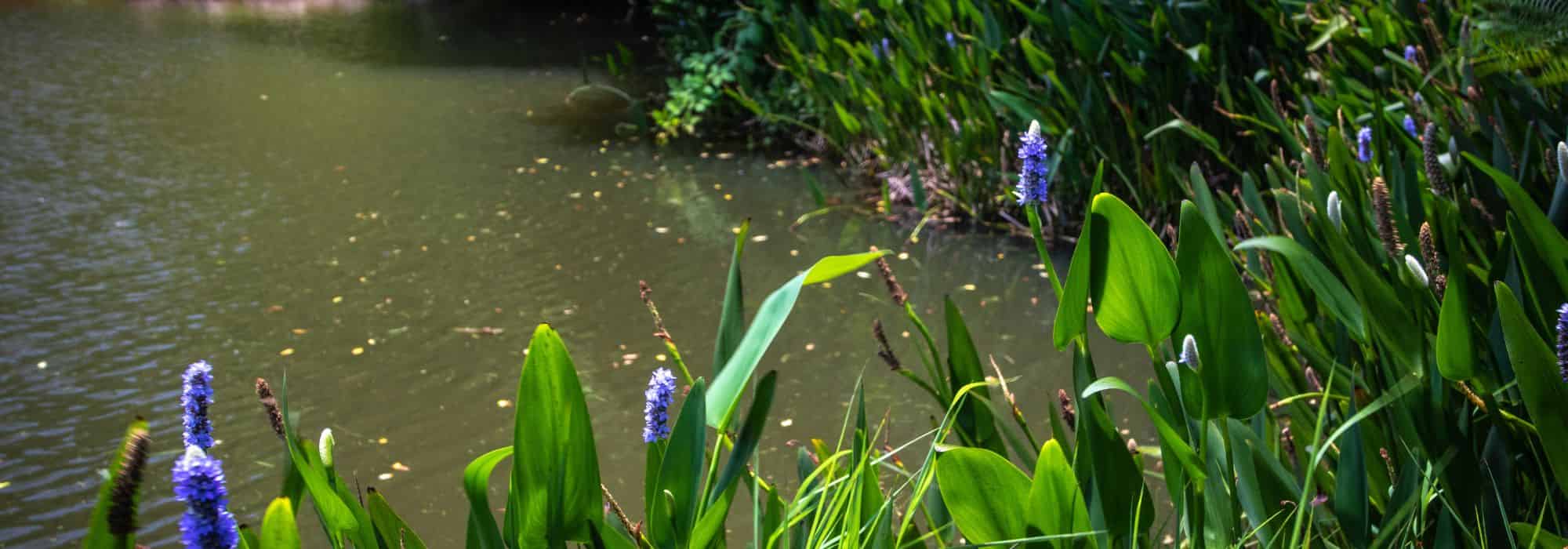 Tanque e permacultura: como integrar a água num jardim resiliente e vivo?