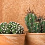 Cactos-estrela de interior: as espécies mais fáceis de cultivar