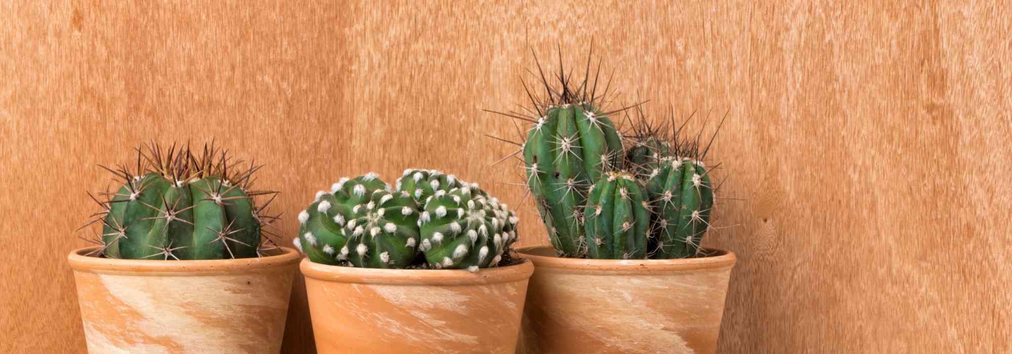 Cactos-estrela de interior: as espécies mais fáceis de cultivar