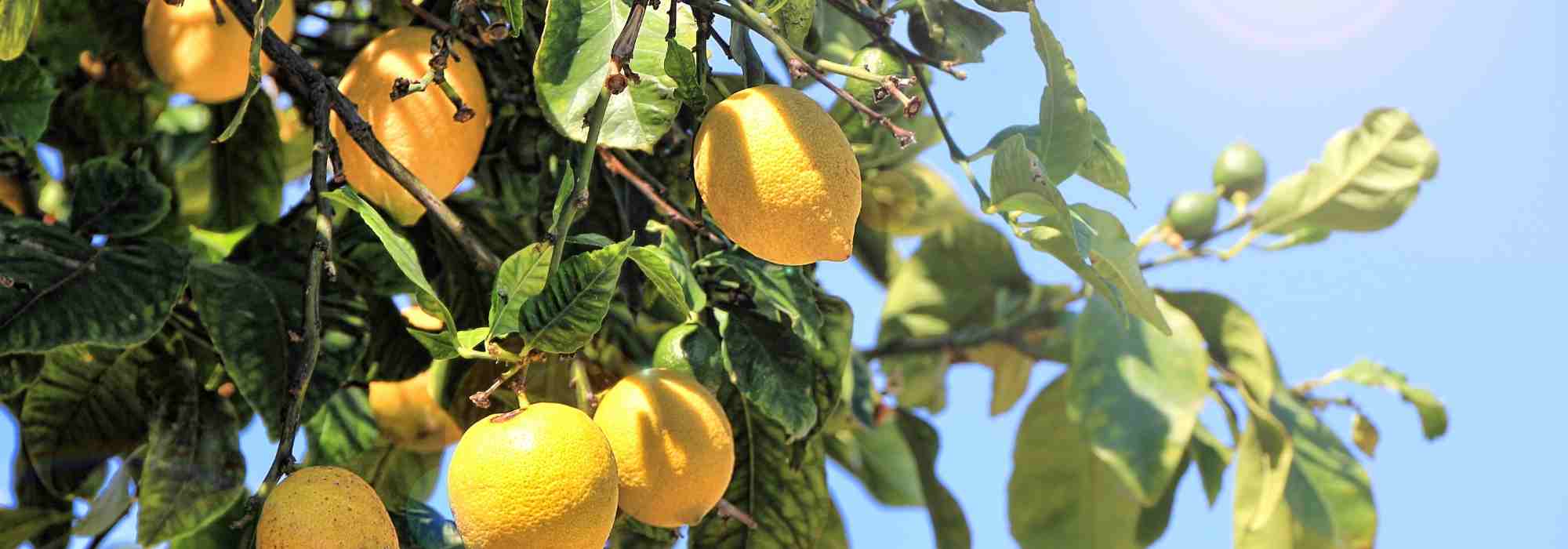 Como cultivar o limoeiro?