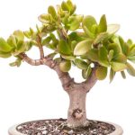 Como podar a planta-jade?