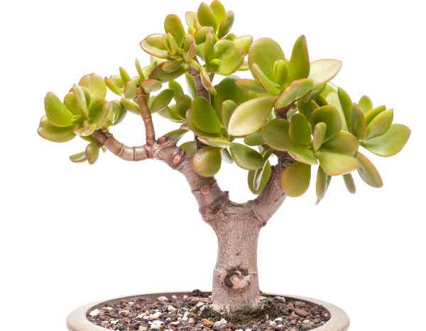 Como podar a planta-jade?