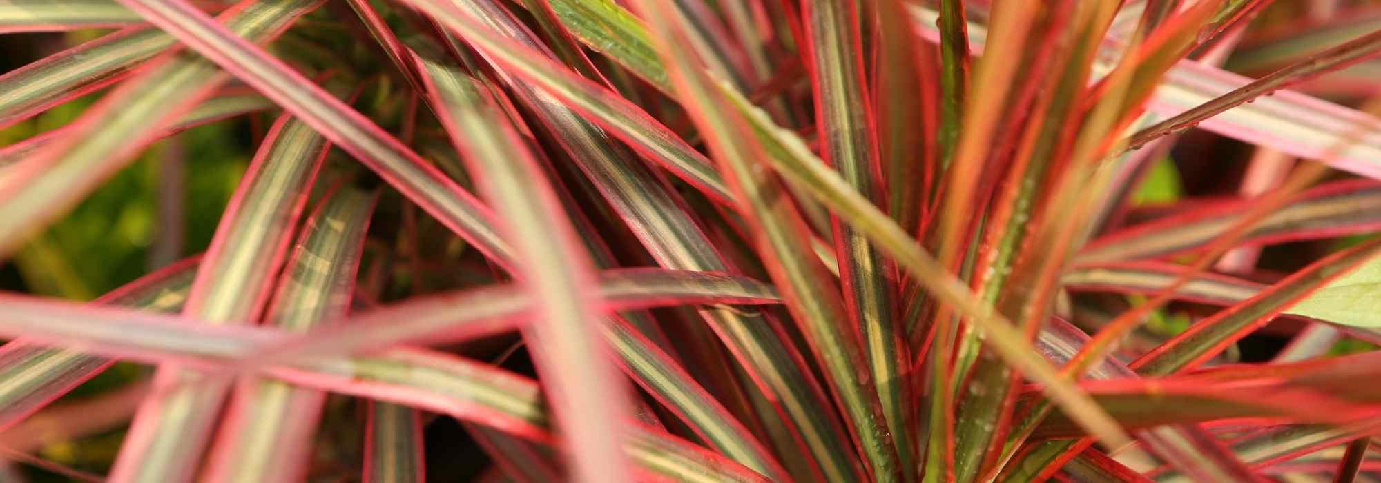 Dracena em interior: doenças e pragas comuns