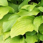 Os melhores hostas de folhagem amarela ou dourada para iluminar o jardim