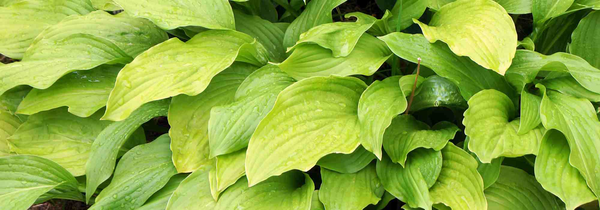 Os melhores hostas de folhagem amarela ou dourada para iluminar o jardim