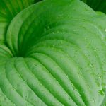As melhores hostas de folhagem verde para embelezar o jardim