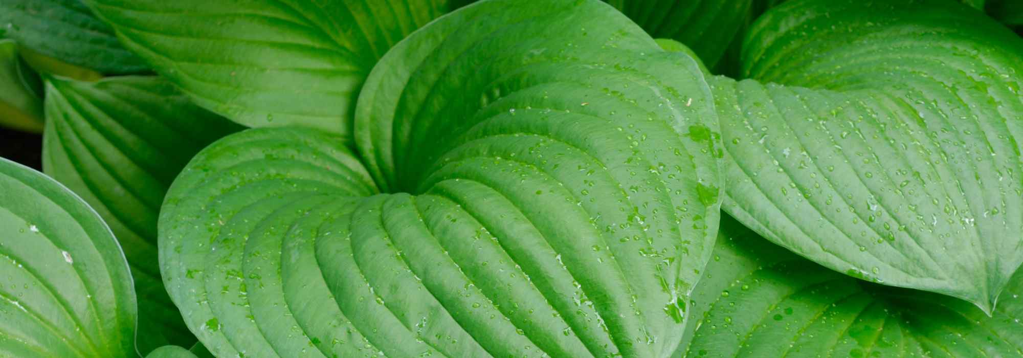 As melhores hostas de folhagem verde para embelezar o jardim