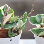 Flor-de-cera: quais são as doenças e pragas mais comuns?