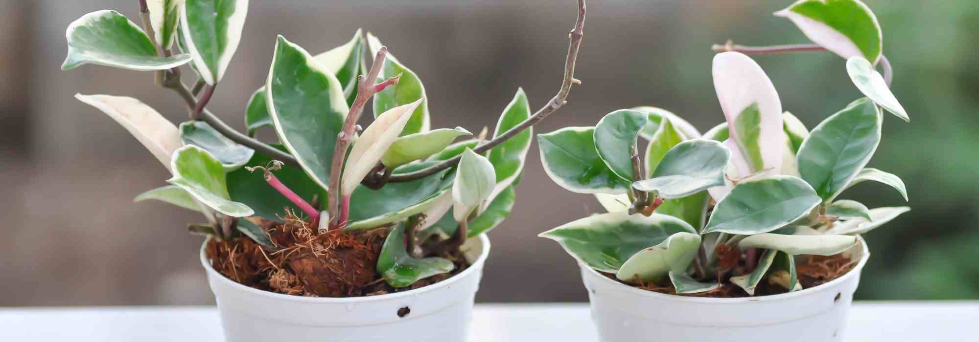 Flor-de-cera: quais são as doenças e pragas mais comuns?