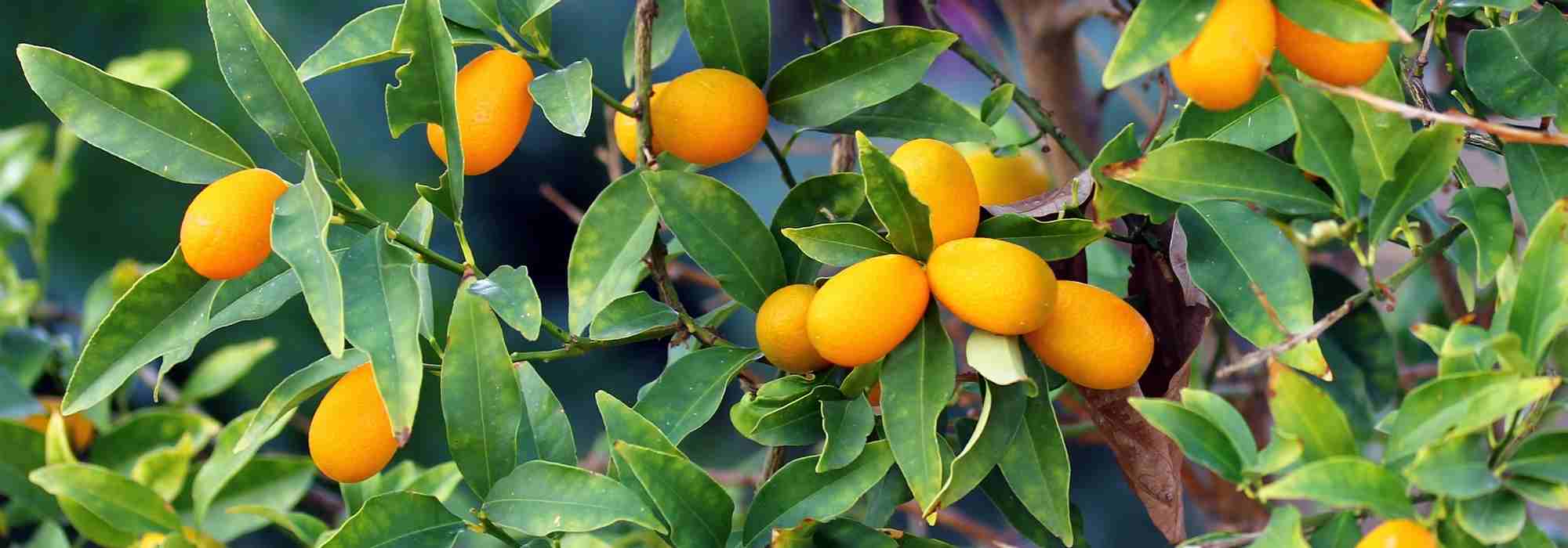 Kumquat: as doenças e pragas mais frequentes