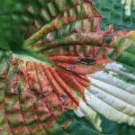 As doenças e pragas da hosta