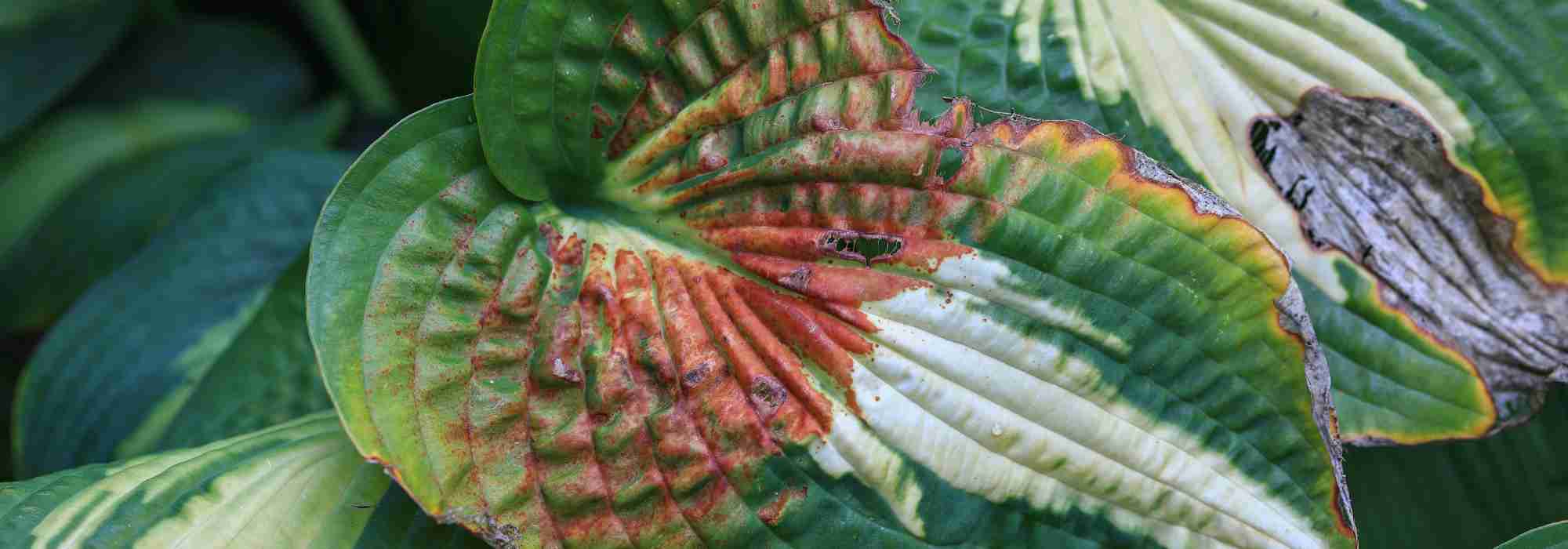 As doenças e pragas da hosta
