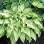As melhores variedades de hosta para cultivar em vaso