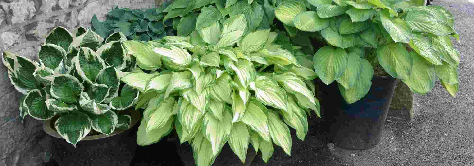 As melhores variedades de hosta para cultivar em vaso