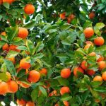 Como cultivar uma laranjeira em terra plena ou em vaso?