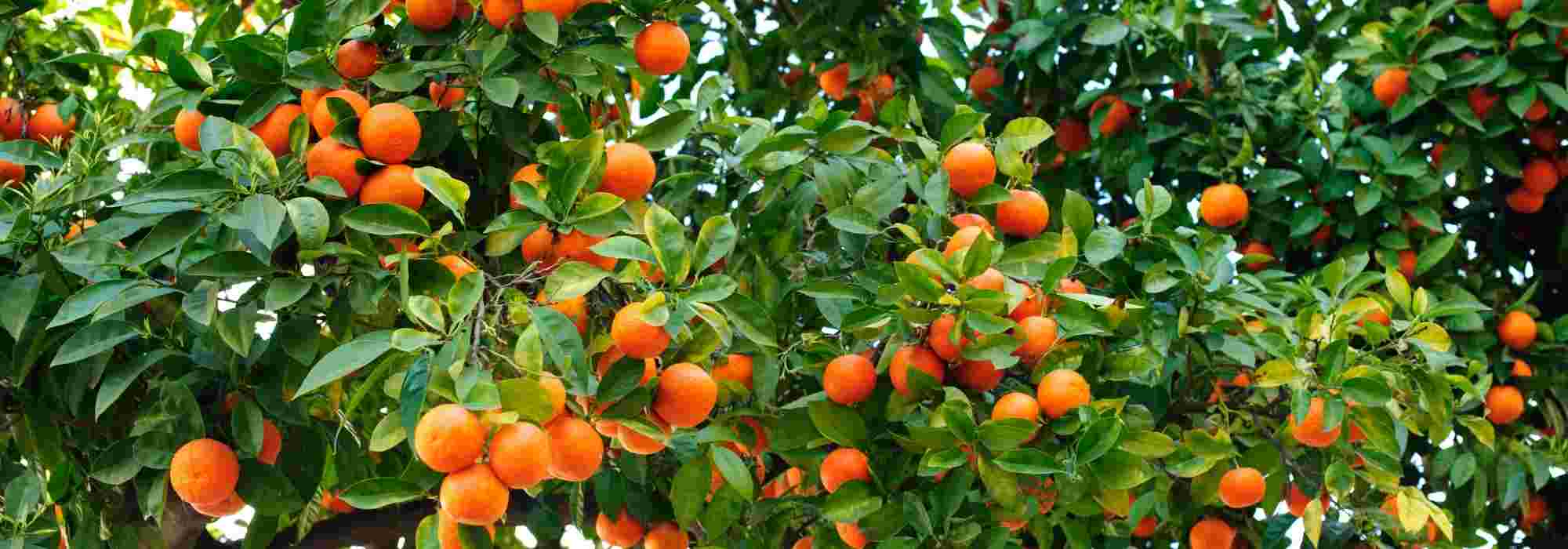 Como cultivar uma laranjeira em terra plena ou em vaso?