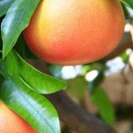 Como cultivar a laranjeira-natal?