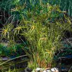 Lago em clima mediterrânico: que plantas aquáticas escolher?