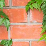 Estas plantas trepadeiras a evitar para não danificar os muros