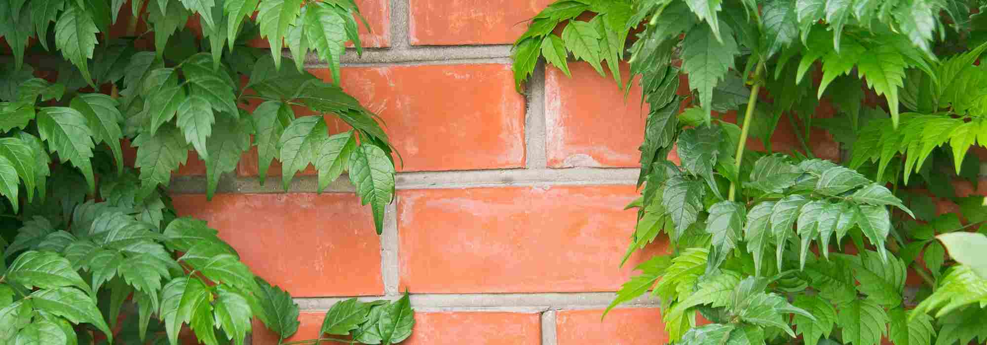 Estas plantas trepadeiras a evitar para não danificar os muros