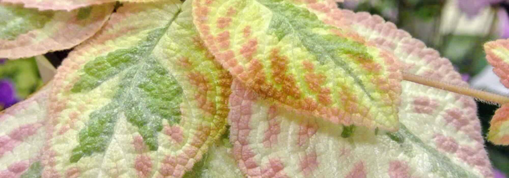 Plantas de interior com folhagem colorida: desperte a sua decoração!