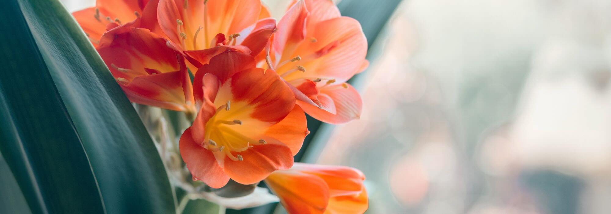 Plantas de interior com flores: ilumine o seu espaço com cor